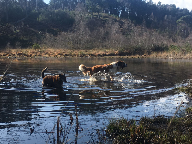 Dog-Walking-1
