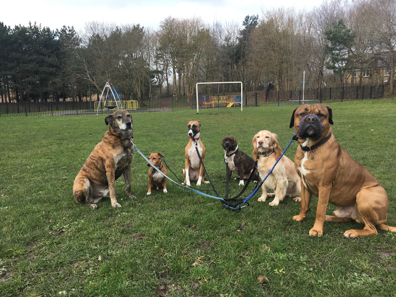 Dog-Walking-2